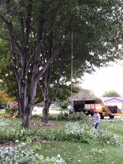 tree trimming photo