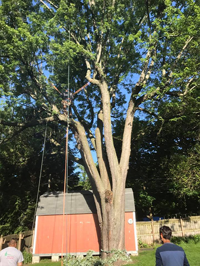 tree trimming photo